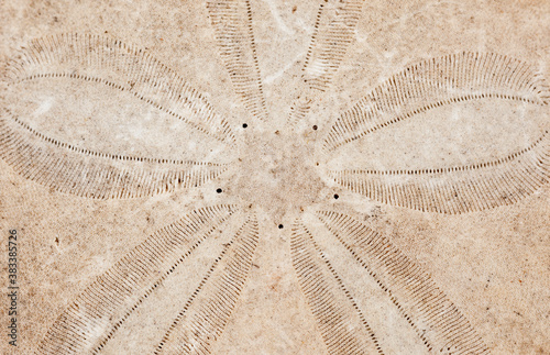 Closeup view of a dried sand dollar skeleton