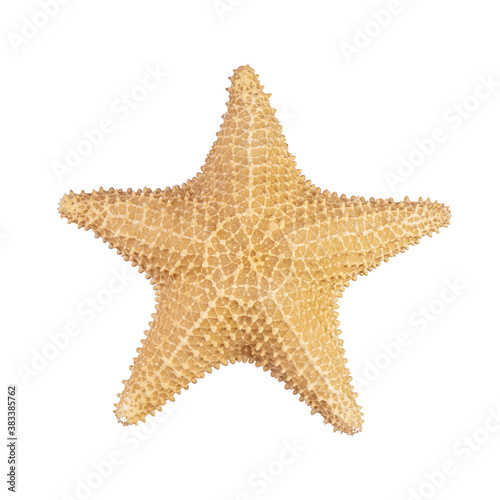Starfish dried skeleton isolated over white background