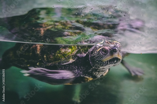 turtle swimming 