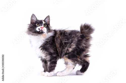 Fotografía Kitten