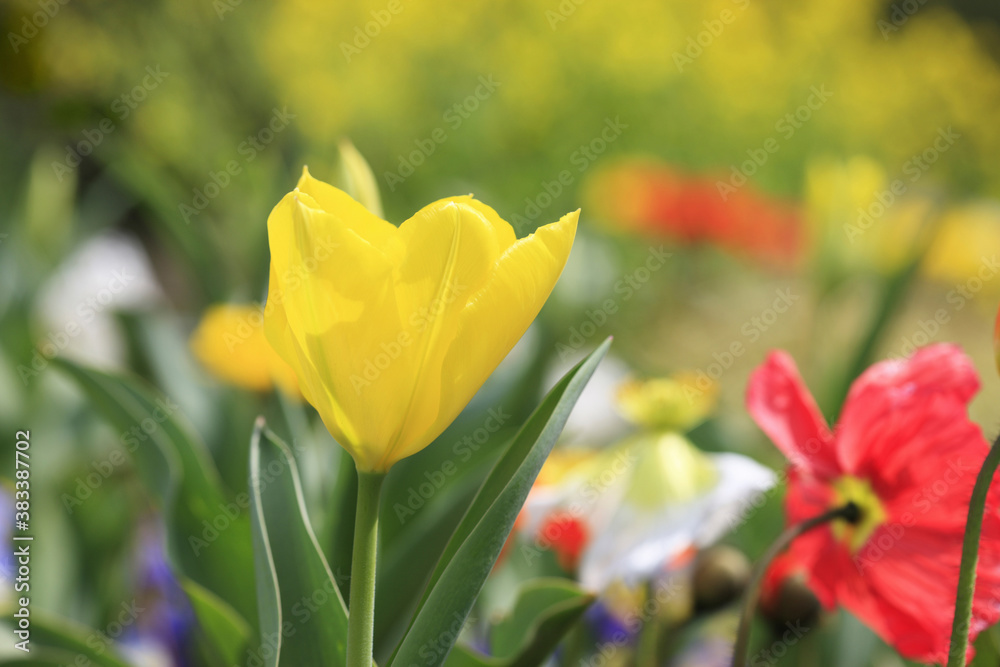 チューリップとポピー