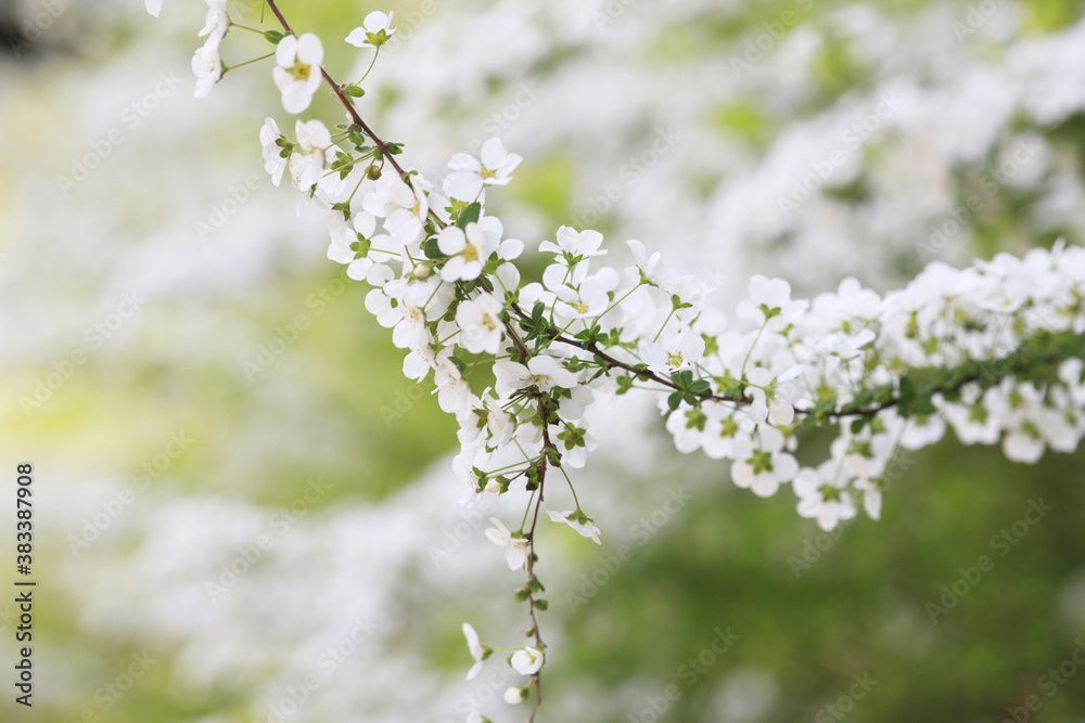 Obraz premium ユキヤナギ