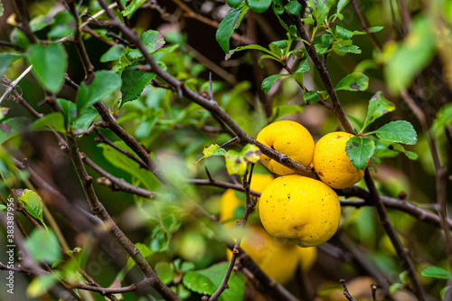 ripe yellow quince fruit on a tree in an organic garden, blurred autumn garden background cincept