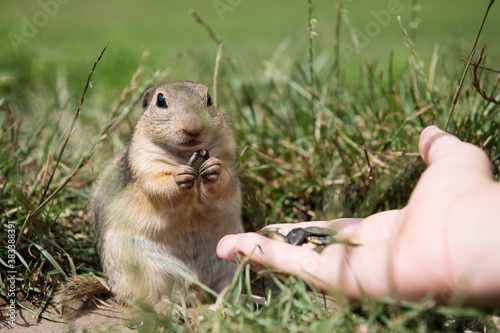 European ground squirrel eating seeds from hand at Muran plain, Slovakia photo