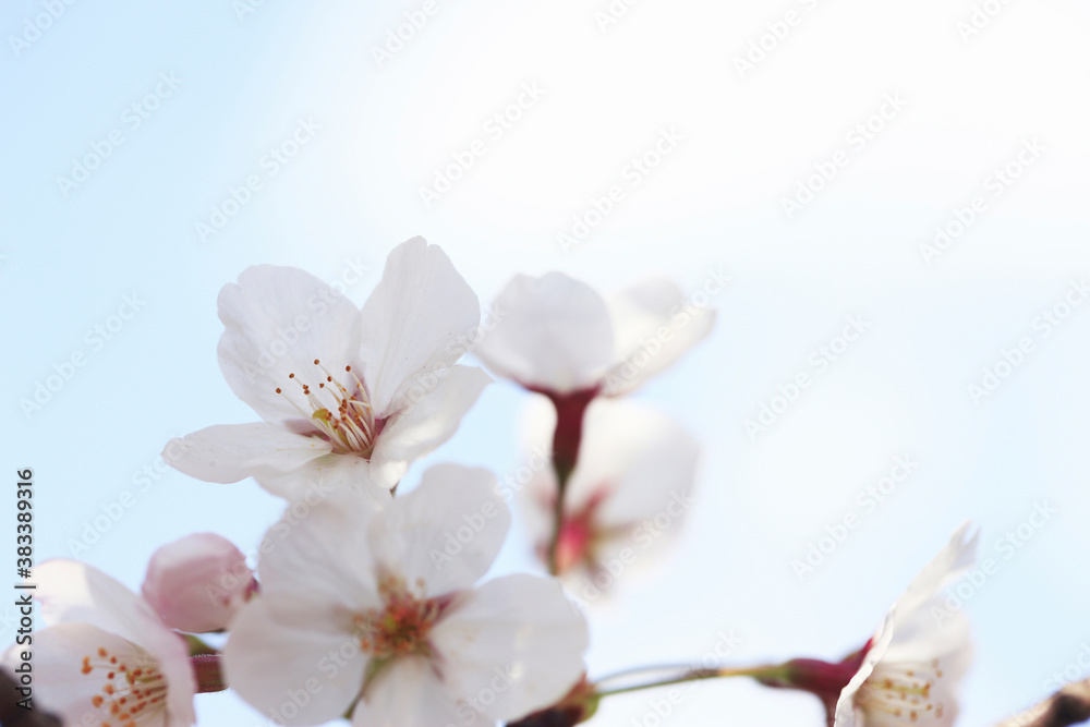 桜