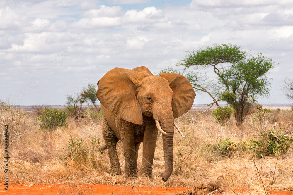 An adult African bush elephant (loxodonta africana) standing in open savannah, Tsavo, Kenya