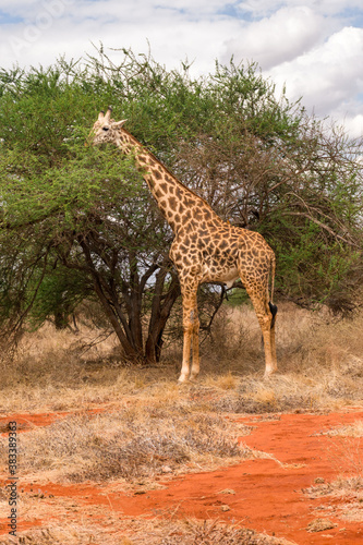 Masai giraffe  Giraffa camelopardalis tippelskirchii  feeding from Acacia tree  Tsavo  Kenya