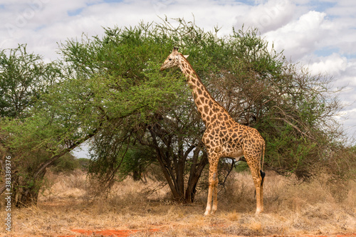 Masai giraffe  Giraffa camelopardalis tippelskirchii  feeding from Acacia tree  Tsavo  Kenya