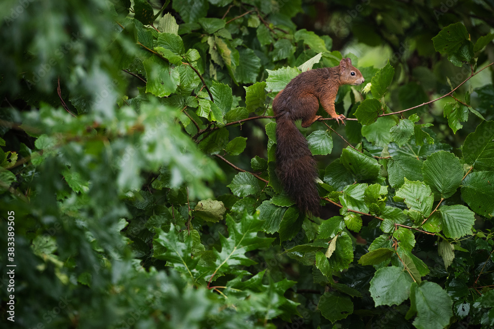 Squirrel on a tree branch looking at nut