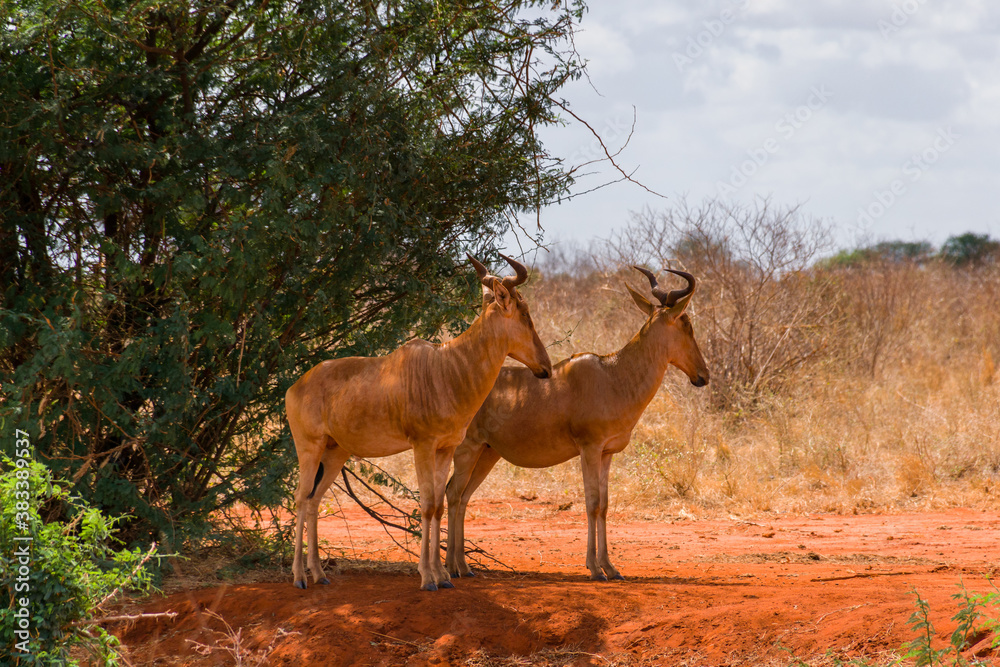 A pair of Coke's hartebeest (Alcelaphus buselaphus cokii) or kongoni standing in shade of large bush, Tsavo, Kenya, East Africa A pair of Coke's hartebeest (Alcelaphus buselaphus cokii) or kongoni standing in shade of large bush, Tsavo, Kenya, East Africa