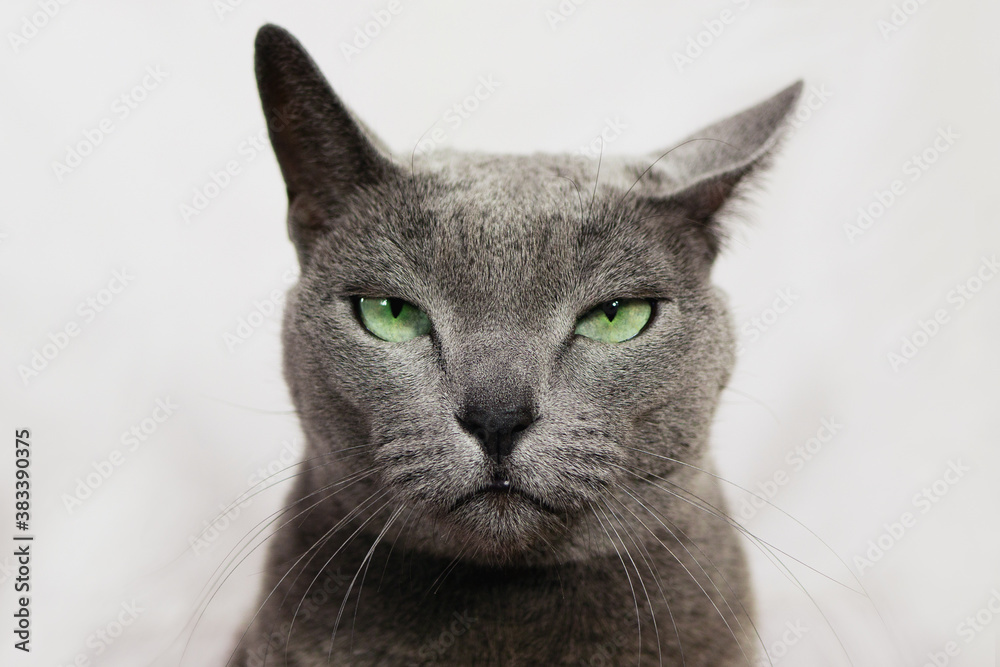 Angry russian cat clearance