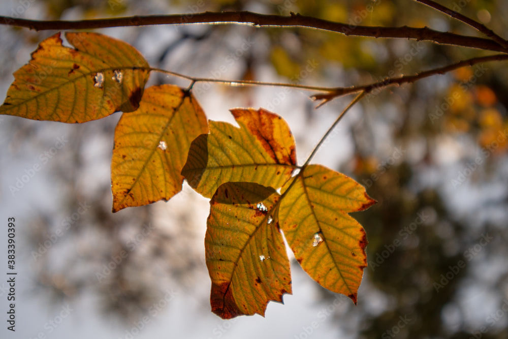 autumn leaves in the sun autumn leaves in the sun
