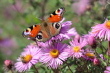 Butterfly on a pink flower 