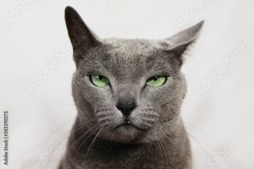 Angry annoyed cat looking at camera. Wanted russian blue cat robber, funny expression.