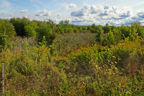 Lush vegetation landscape photo