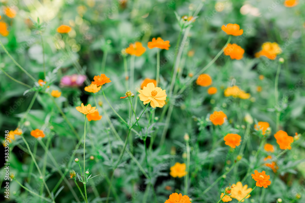 A beautiful bed of orange and yellow wildflowers in a background of green leaves.