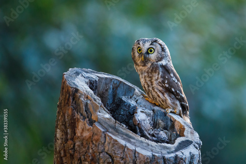 Owl at sunrise. Boreal owl, Aegolius funereus, perched on decayed trunk. Typical small owl with big yellow eyes in first morning sun rays. Known as Tengmalm's owl. Habitat Europe, Asia, N. America. photo