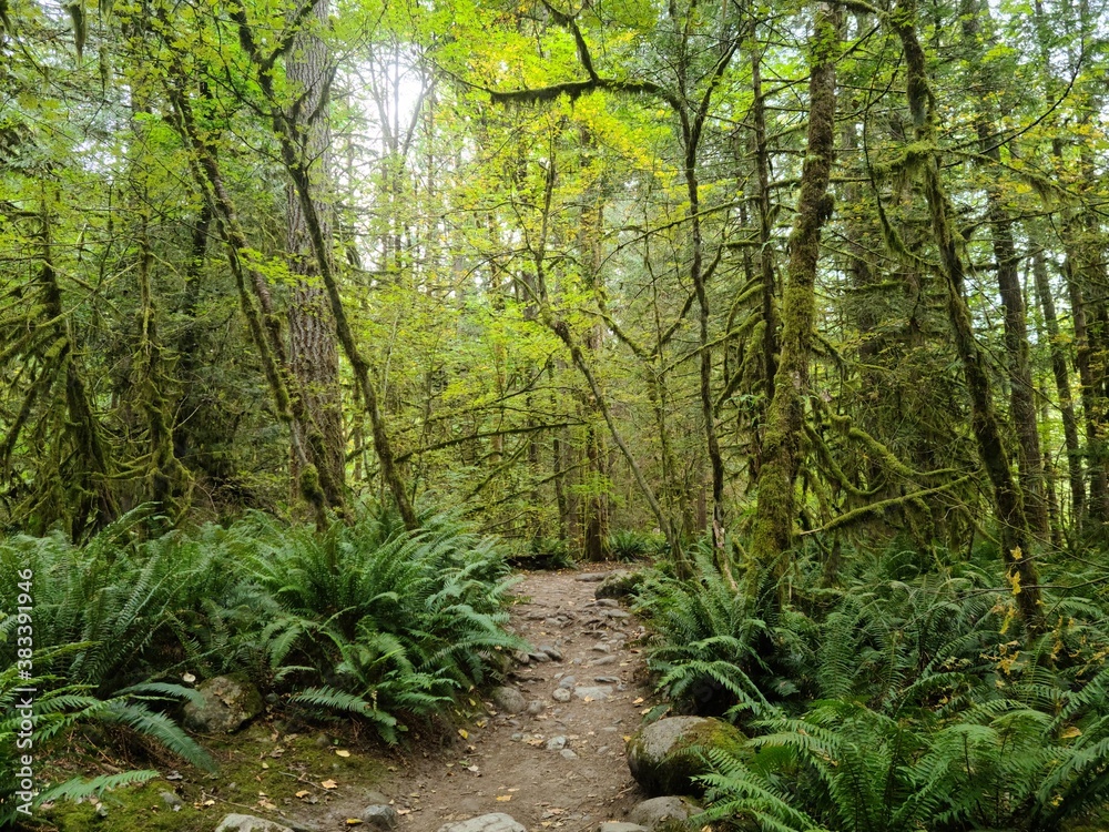Lynn Canyon Park, North Vancouver, British Columbia, Canada. Beautiful Wooden, Green path