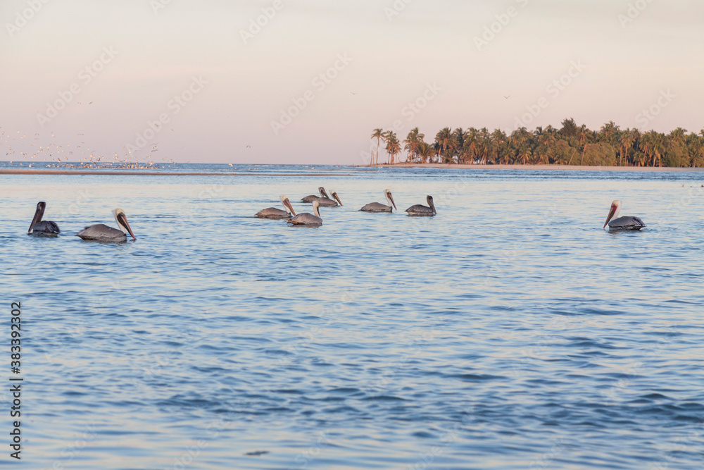 Naklejka premium Wonderful view of the sea with pelicans and another birds in Paradise Beach Paraíso Villahermosa ,Tabasco, Mexico.