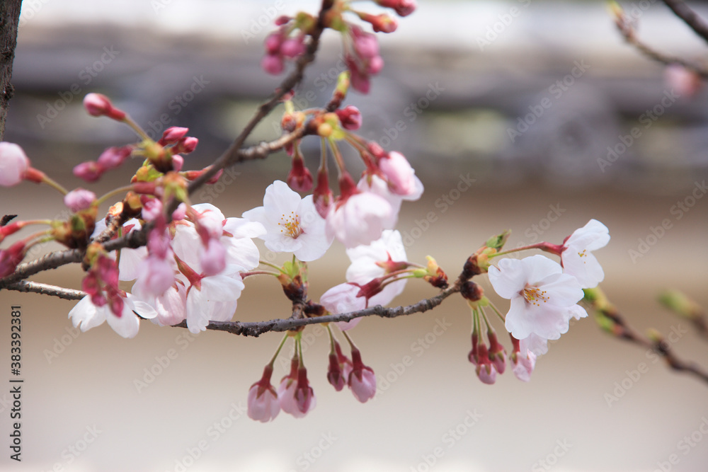 Obraz premium 桜と土塀