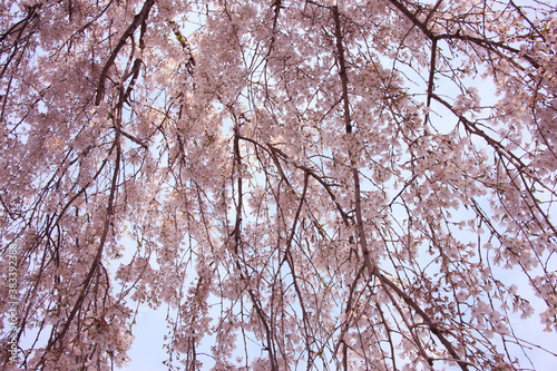 枝垂桜 © Paylessimages