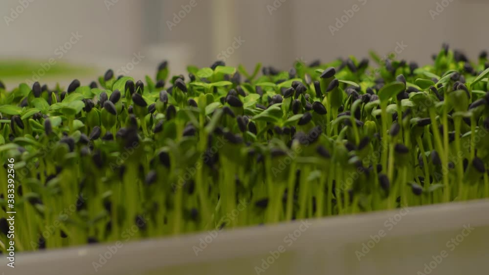 Slow motion fresh microgreen sunflower sprouts closeup on white shelves agriculture. Young plant pot salad. Nutrition organic raw growth. Slow motion fresh microgreen sunflower sprouts closeup on white shelves agriculture. Young plant pot salad. Nutrition organic raw growth.