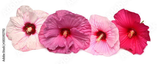 Collection hibiscus head flower grade Fireball, Kopper King, Plum Crazy and Cherry Cheesecake isolated on white background © Ian 2010