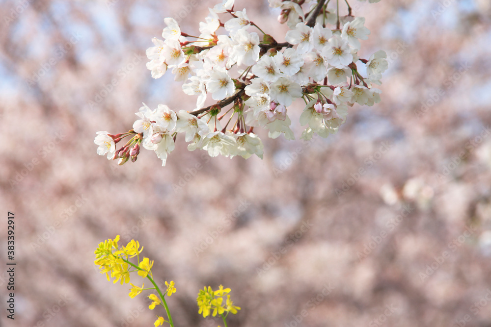 Obraz premium 菜の花と桜