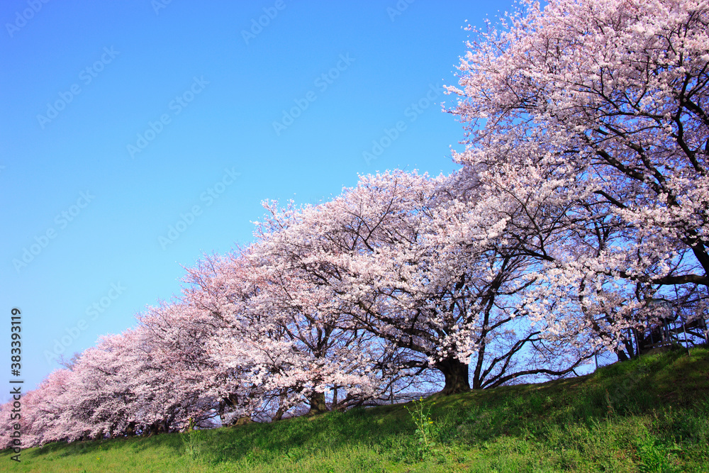 桜