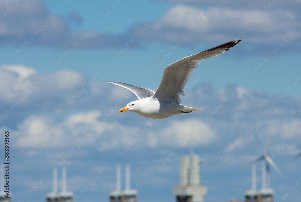 Fototapeta premium mouette