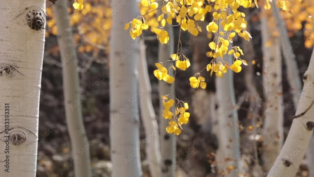 Autumn gold aspen leaves shake on the ends of the branches as they sway in the wind. As the breeze picks up some of the leaves fall off and are carried away.