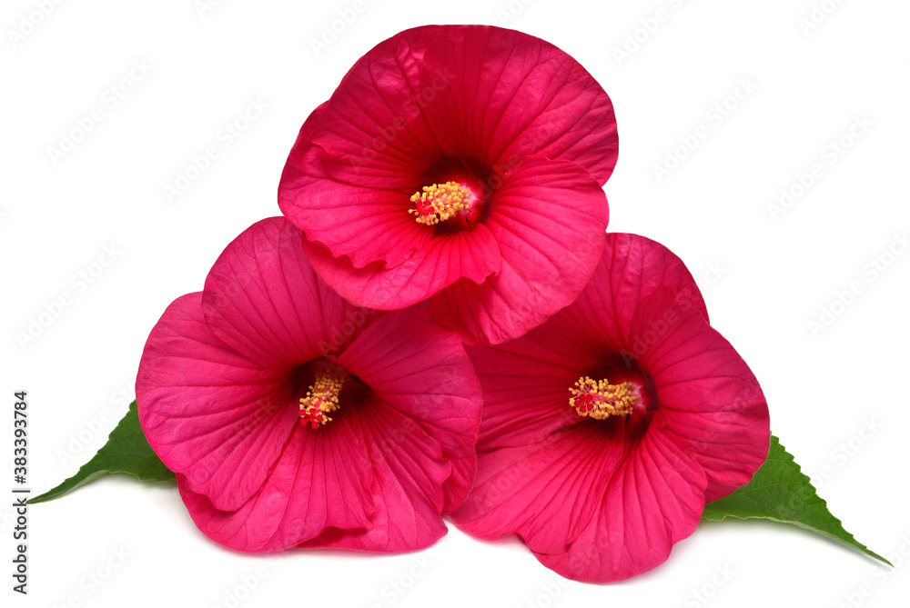 Three hibiscus head pink flower grade Fireball isolated on white background