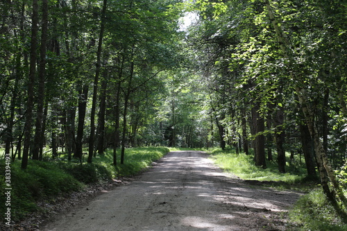 A quiet dirt country road with a tree canopy