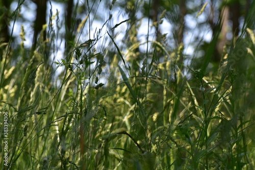 green grass in the wind