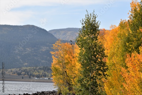 Autumn Trees at Johnson Reservoir, Utah