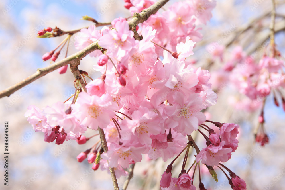 枝垂れ桜