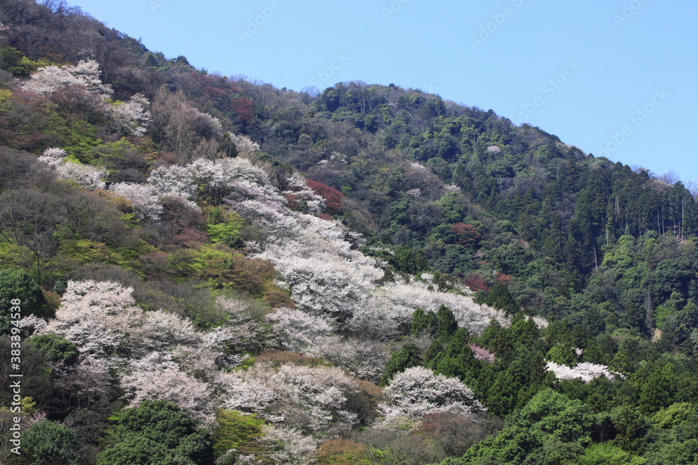 春の嵐山