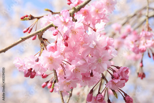 枝垂れ桜 © Paylessimages