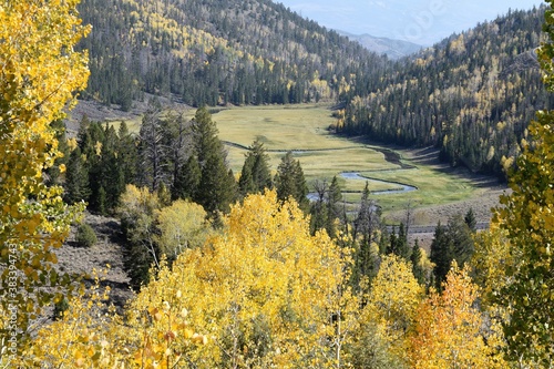 Meadow in the MIddle of Fall Forest