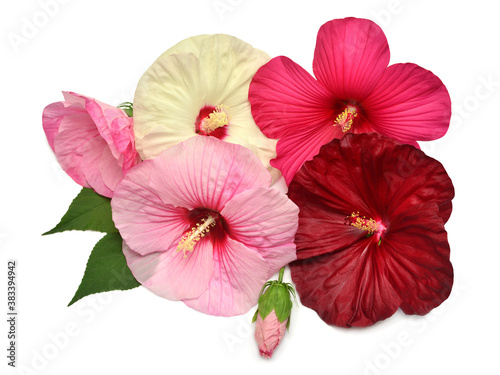 Photography Collection hibiscus head flower grade Fireball, Kopper King, Old Yella and Rober