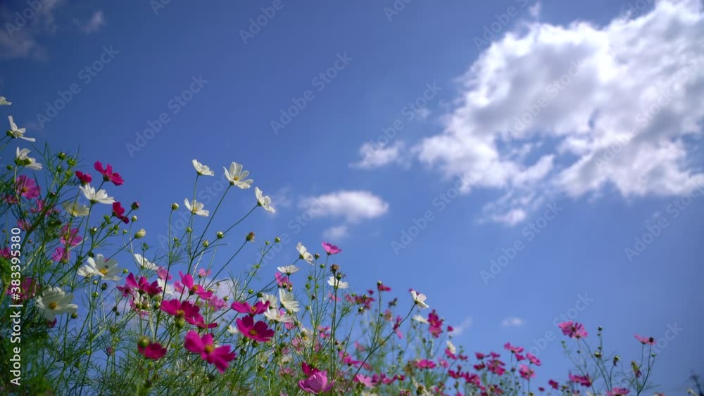 Cosmos swaying in the wind and the blue sky