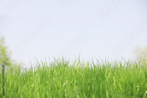 草と青空