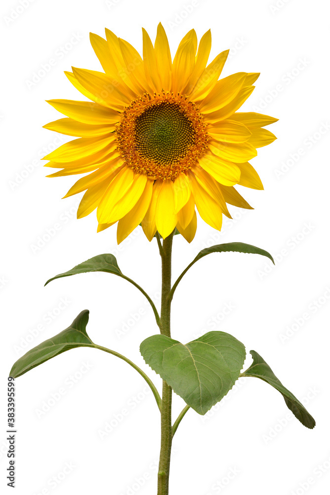Naklejka premium Sunflower isolated on white background. Sun symbol. Flowers yellow, agriculture. Seeds and oil. Flat lay, top view. Bio. Eco. Creative