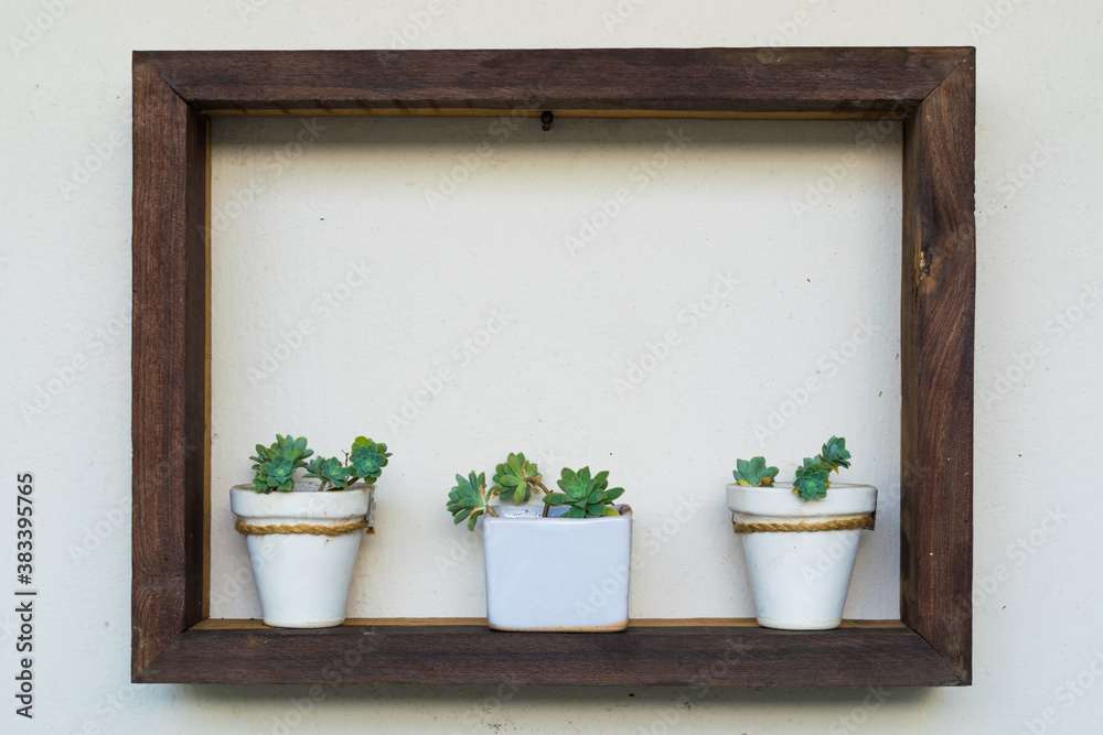 Three plants in their pots on a wooden ledge on a white wall