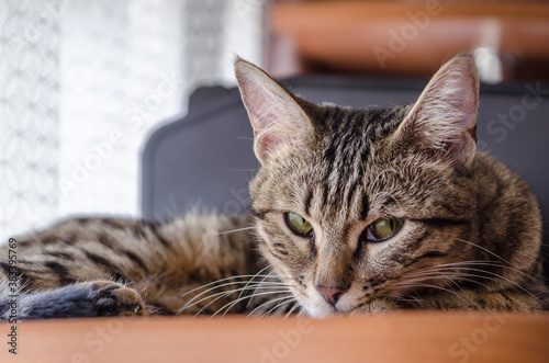 A tabby cat with green eyes lies and looks at the camera.