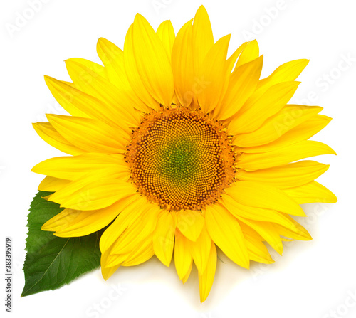 Fototapeta Naklejka Na Ścianę i Meble -  Sunflower head with leaf isolated on white background. Sun symbol. Flowers yellow, agriculture. Seeds and oil. Flat lay, top view. Bio. Eco. Creative