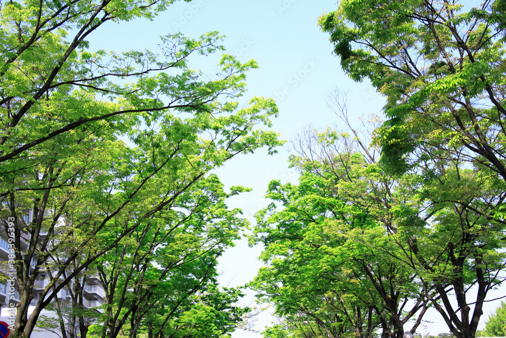 Obraz premium ケヤキ