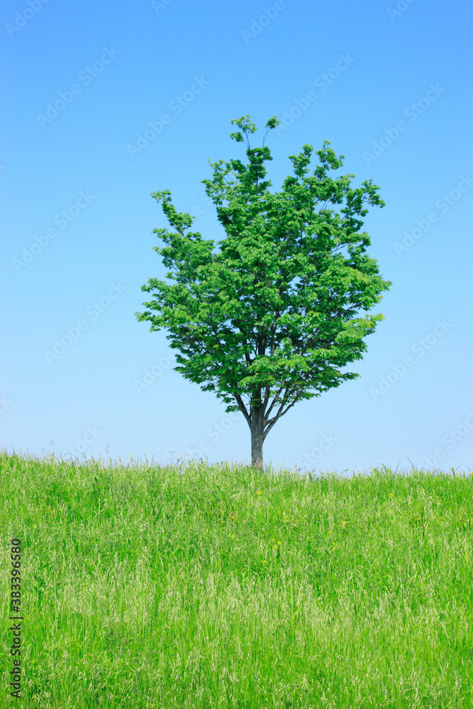 Fototapeta premium 一本の木