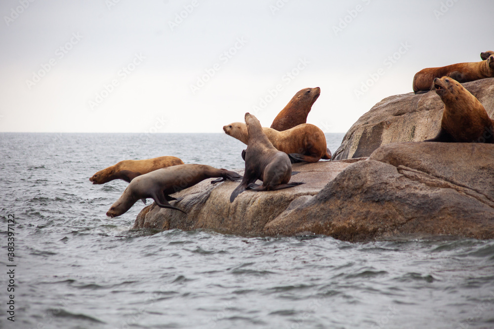 Fototapeta premium A group of California Sea Lions stand at the water's edge, with two jumping into the water, on the Sunshine Coast in British-Columbia