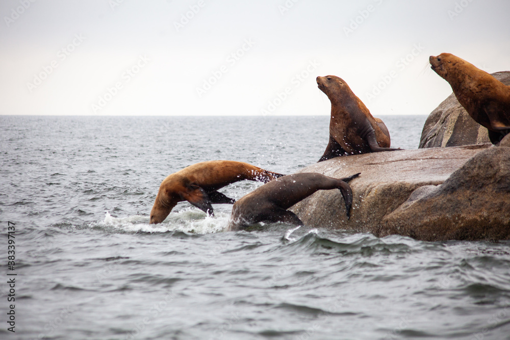 Fototapeta premium A group of California Sea Lions stand at the water's edge, with two jumping into the water, on the Sunshine Coast in British-Columbia